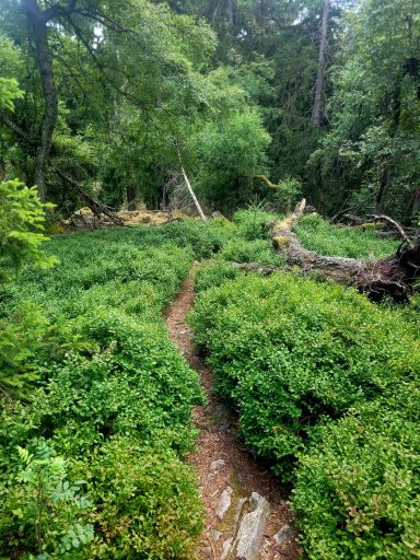 Trail mit Heidelbeeren